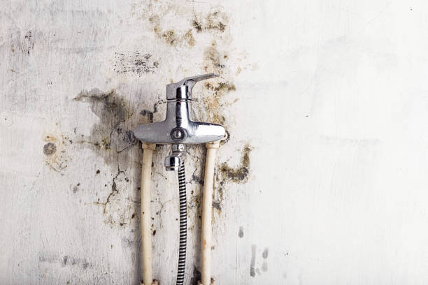 Best Preventive Mold Services in Rosamond, CA