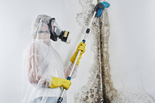 Best Commercial Mold Remediation in Rosamond, CA