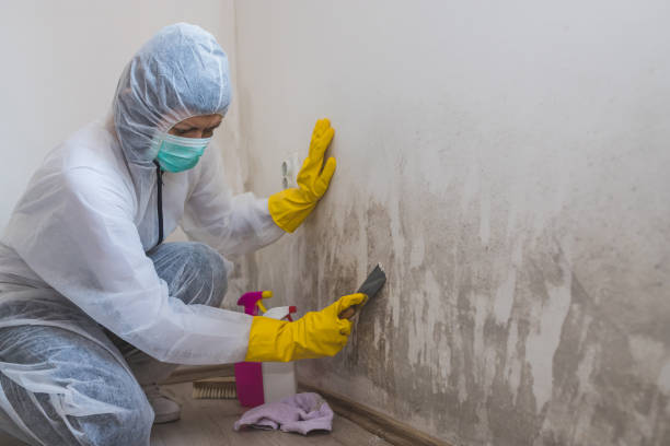 Best Health and Safety Mold Remediation in Rosamond, CA