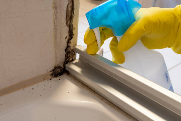 Best Bathroom Mold Remediation in Rosamond, CA