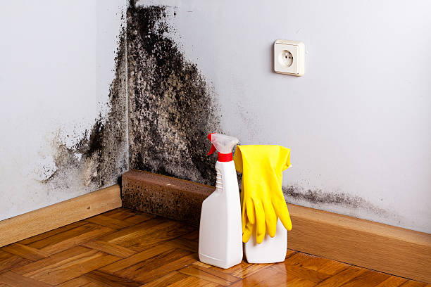 Best Post-Flood Mold Remediation in Rosamond, CA